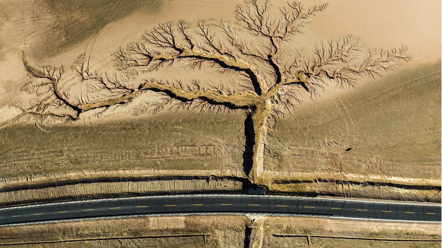 baumartige verzweigte Spuren im Sand