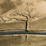 baumartige verzweigte Spuren im Sand