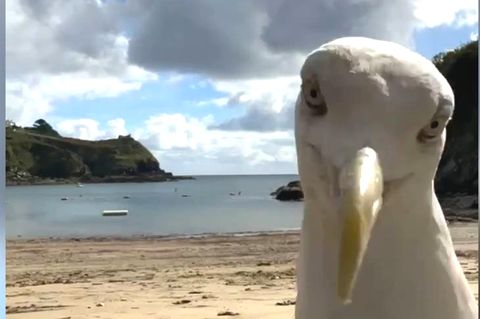 Tierischer Star: Möwe geht mit witzigem Strand-Selfie viral (Video)