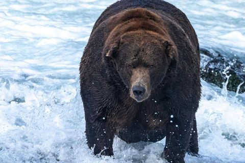 Der massige Braunbär "Jumbo Jet" steht im Wasser