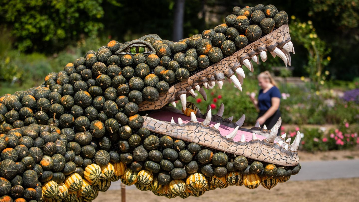 Ein aus Kürbissen gebautes Krokodil des Künstlers Pit Ruge