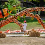 Eine Frau fotografiert mit ihrem Smartphone ein aus Kürbissen gebautes Chamäleon