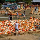 Besucher sehen sich die Ludwigsburger Kürbisausstellung im Blühenden Barock an