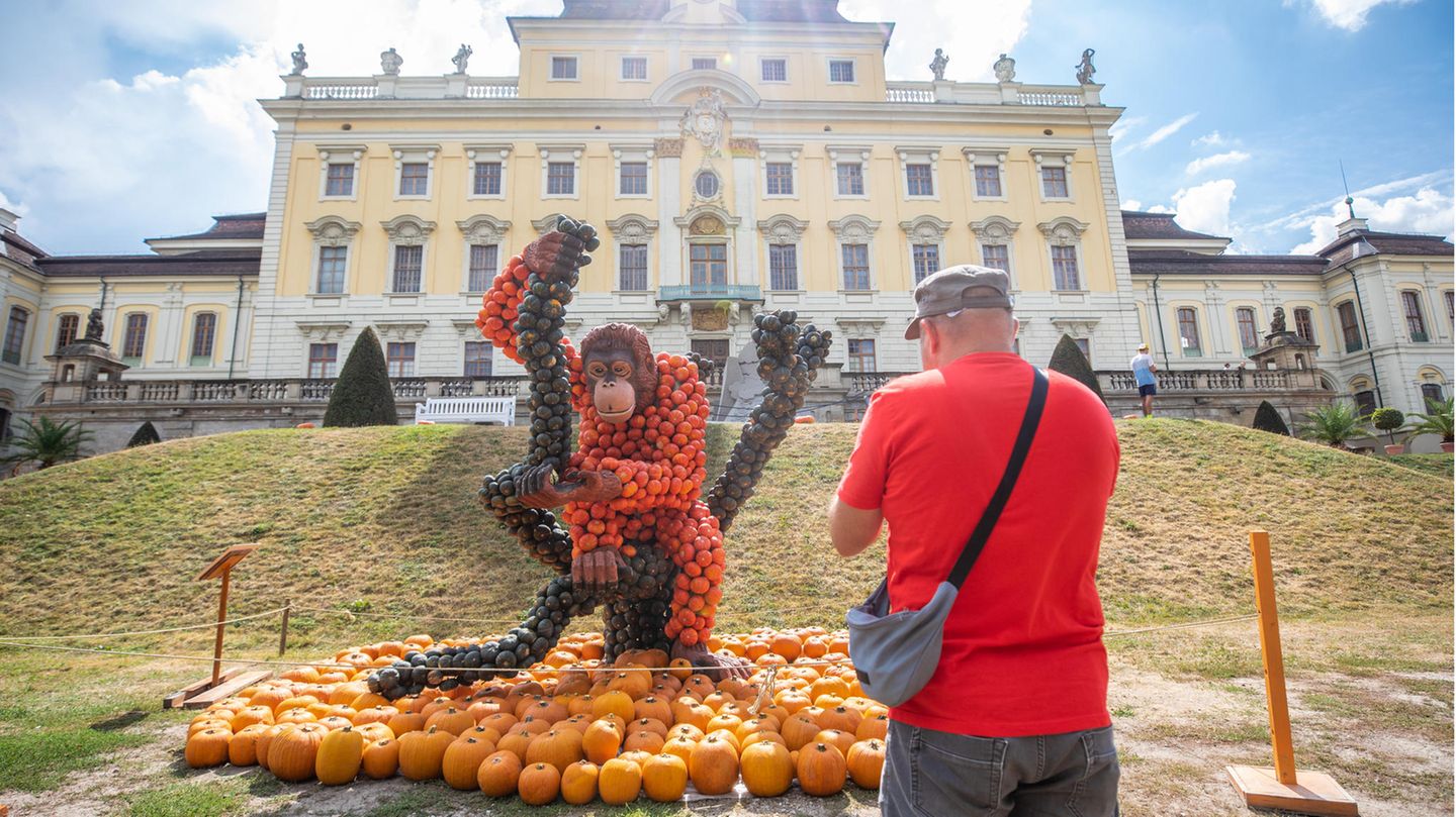 Ein Mann fotografiert mit seinem Smartphone ein aus Kürbissen gebauten Orang-Utan