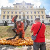 Ein Mann fotografiert mit seinem Smartphone ein aus Kürbissen gebauten Orang-Utan