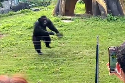 Aggressives Verhalten im Zoo: Gorilla wirft Grasbüschel auf Besucher
