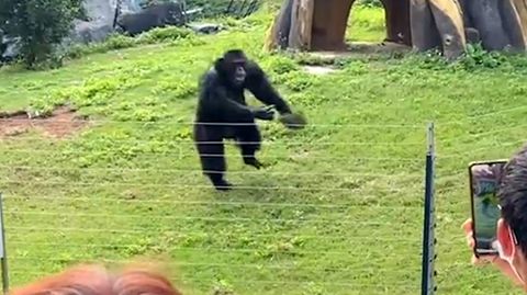 Aggressives Verhalten im Zoo: Gorilla wirft Grasbüschel auf Besucher
