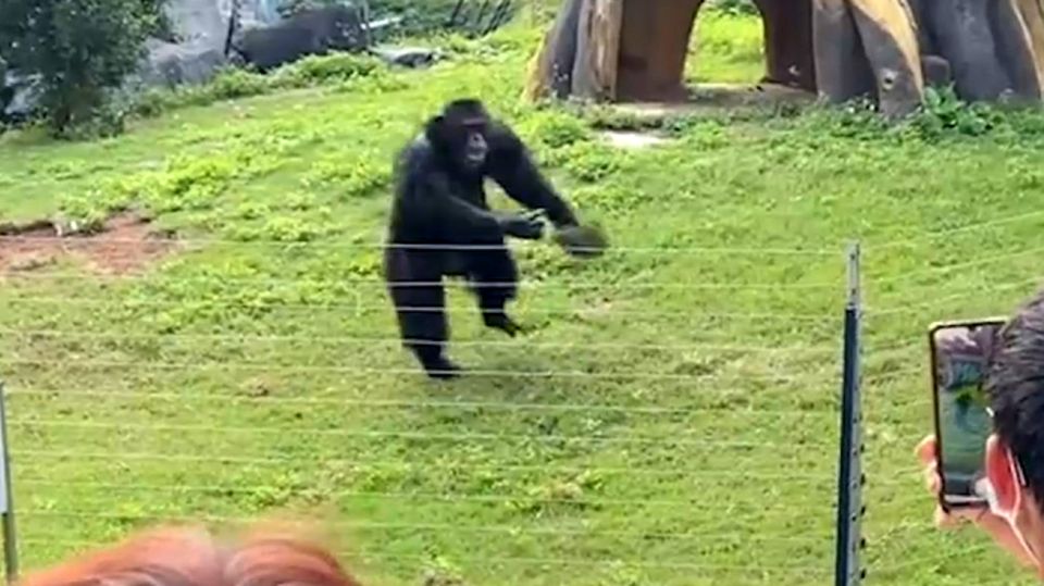 Aggressives Verhalten im Zoo: Gorilla wirft Grasbüschel auf Besucher