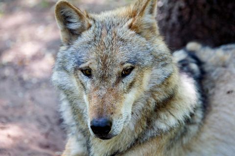 Ein Wolf in Nahaufnahme