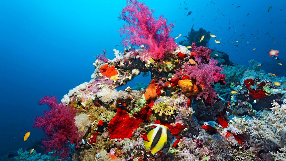 Verschiedene Fische schwimmen in einem Korallenriff im Roten Meer