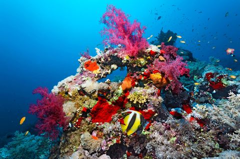 Verschiedene Fische schwimmen in einem Korallenriff im Roten Meer