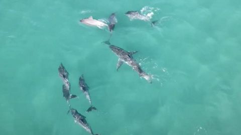 Seltene Aufnahmen zeigen, wie Delfine einen Weißen Hai verjagen
