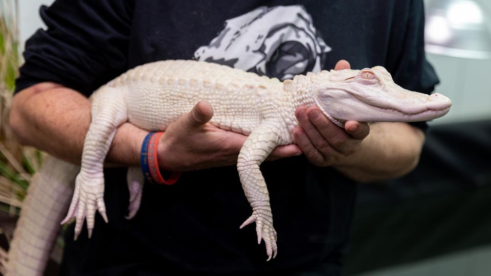 Münchner Flughafen: Dem in München sichergestellten Albino-Alligator geht es wieder gut. Hier liegt er in der Reptilien-Auffangstation in den Händen des Stations-Leiters. Dem in München sichergestellten Albino-Alligator geht es wieder gut. Hier liegt er in der Reptilien-Auffangstation in den Händen des Stations-Leiters.