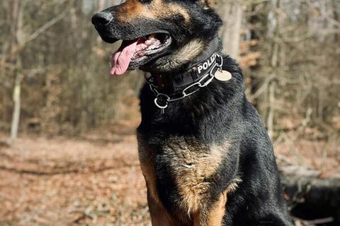 Schäferhund "Drago" ist nach der Beißattacke wohlauf, heißt es von der Polizei
