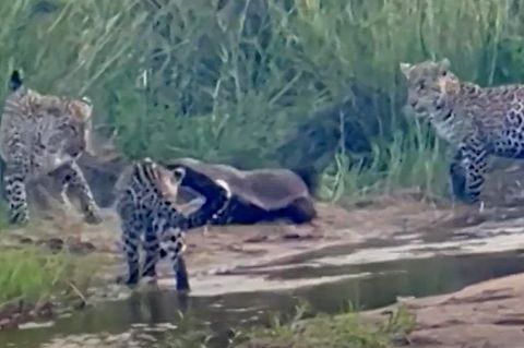Tierkampf im Video: Tapferer Honigdachs wehrt drei Leoparden auf einmal ab