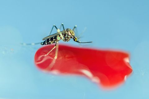 Asiatische Tigermücke trinkt Blut