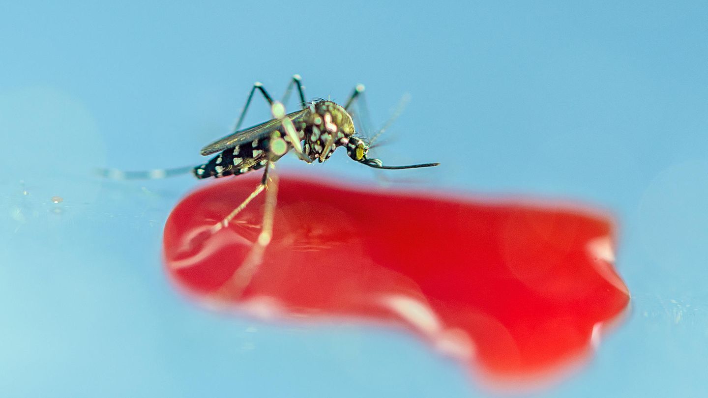 Stechmücken Bringt Der Klimawandel Tropenkrankheiten Nach Deutschland Stern De
