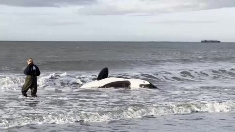Schwertwal-Weibchen: Orca "Lolita" soll nach 50 Jahren wieder in Freiheit kommen – doch das ist riskant