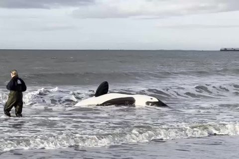 Provinz Zeeland: Zweimal gestrandet: Orca verendet an der niederländischen Küste