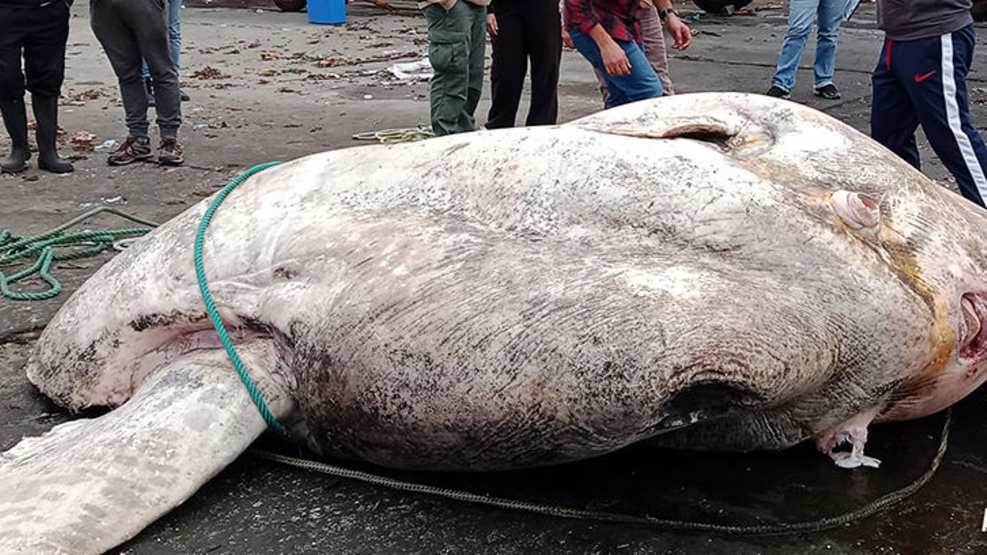 XXL-Meerestier: Schwerster Knochenfisch, der je gefunden wurde: 3-Tonnen-Mondfisch stellt neuen Weltrekord auf