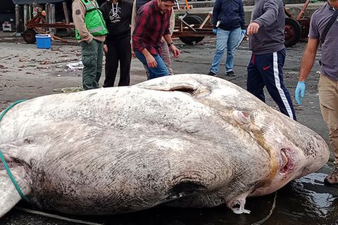 XXL-Knochenfisch: 3-Tonnen-Mondfisch stellt neuen Weltrekord auf
