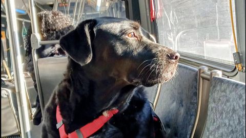 Hund fährt in Seattle Bahn