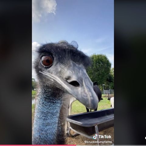 Emu Emmanuel