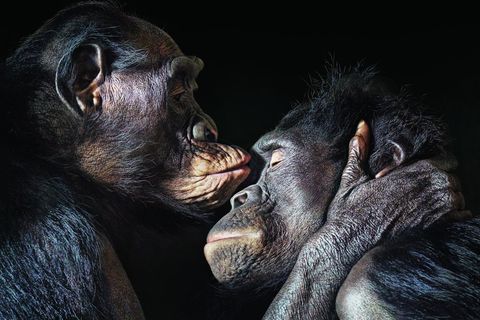 Bonobo Affenpärchen gibt sich einen Kuss auf die Stirn
