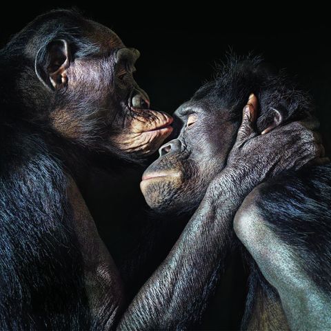 Bonobo Affenpärchen gibt sich einen Kuss auf die Stirn