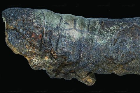 Die versteinerte Haut eines Edmontosaurus