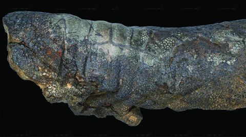Die versteinerte Haut eines Edmontosaurus