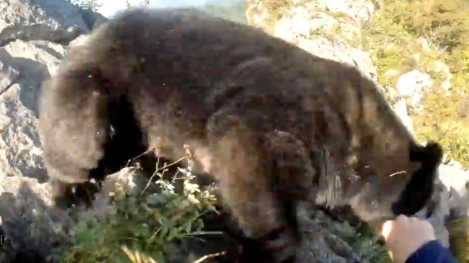 Unglaublicher Kampf: Bär fällt Bergsteiger an – und stürzt in die Tiefe