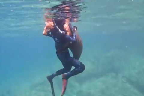 Ein einzigartiger Moment: Ein Seelöwe umarmt einen Teenager beim Tauchen