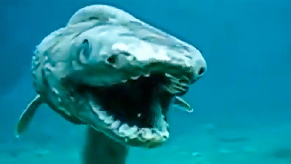 Prähistorischer Hai: Video soll 80 Millionen Jahre alten Räuber zeigen – das steckt dahinter