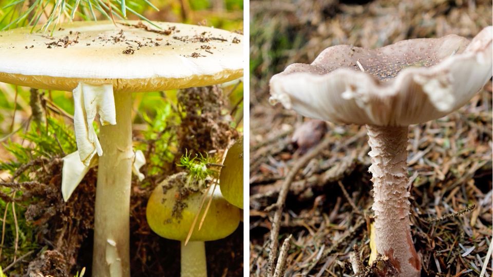 Pilze sammeln: Einer dieser Waldpilze könnte Sie töten – erkennen Sie welcher?