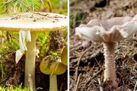 Pilze sammeln: Einer dieser Waldpilze könnte Sie töten – erkennen Sie welcher?