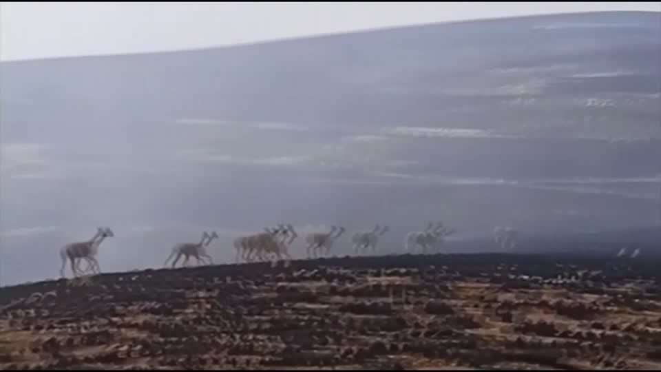 Video: Vikunjas in Gefahr: Flächenbrände in Peru bedrohen Flora und Fauna