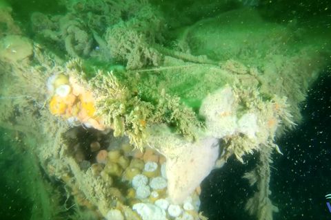 Schiffswrack aus dem 2. Weltkrieg: Diese Folgen gibt es für die Weltmeere