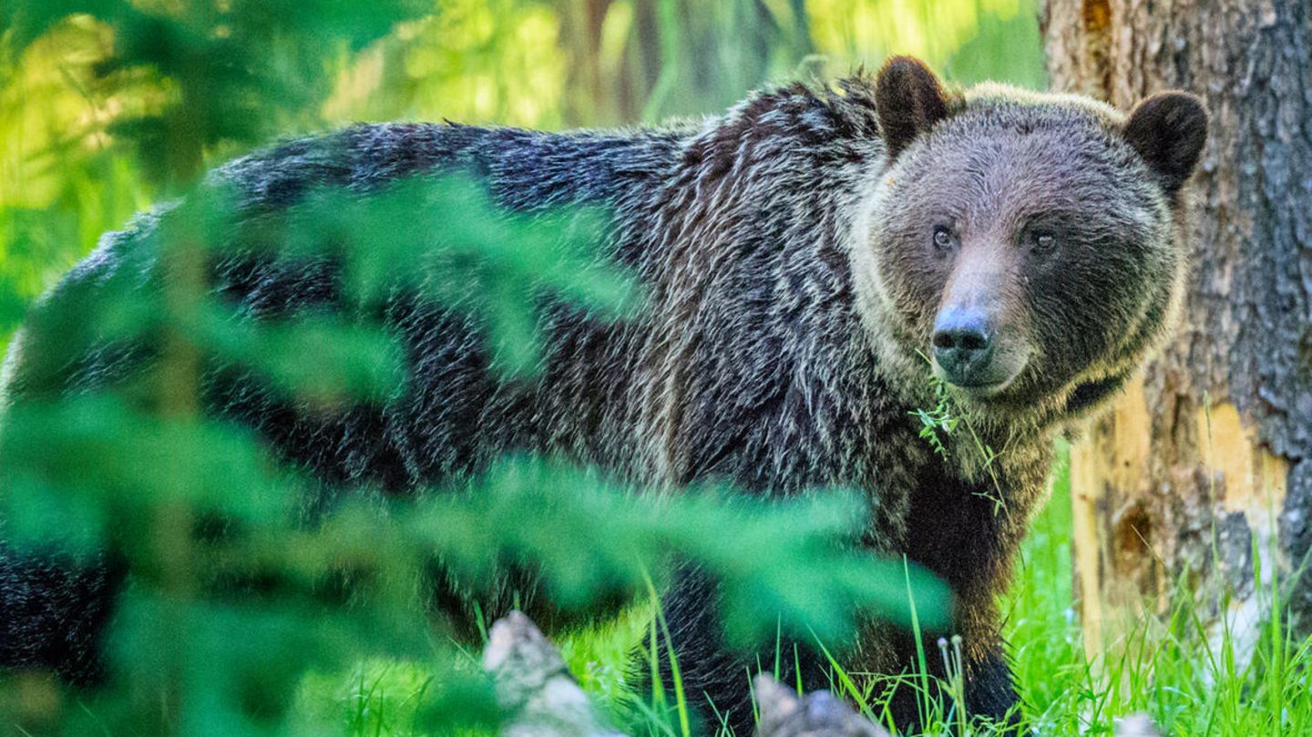 Imposant: Ein Grizzlybär