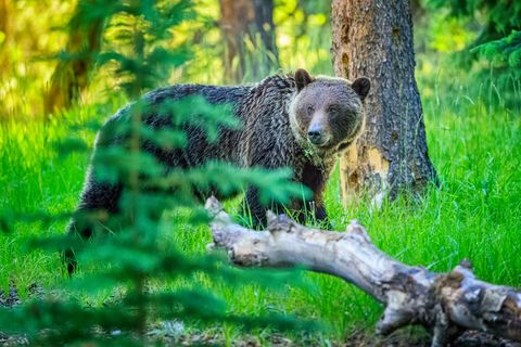 Imposant: Ein Grizzlybär
