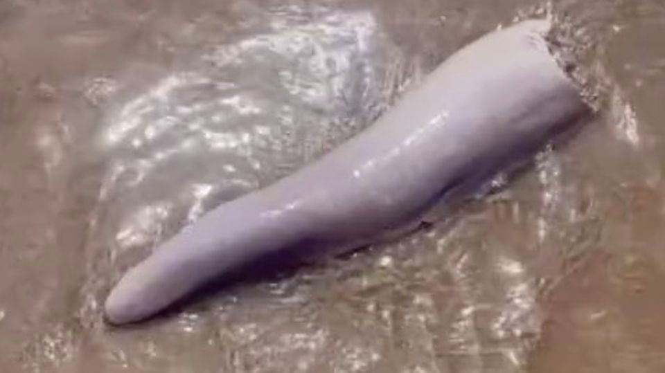 Ist das ein Wal-Penis? Strandbesucherin entdeckt merkwürdiges Gebilde Ist das ein Wal-Penis? Strandbesucherin entdeckt merkwürdiges Gebilde