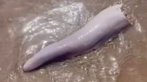 Ist das ein Wal-Penis? Strandbesucherin entdeckt merkwürdiges Gebilde