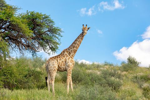Eine Giraffe in einem Wildpark in Botswana (Archivbild)