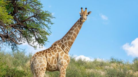 Eine Giraffe in einem Wildpark in Botswana (Archivbild)