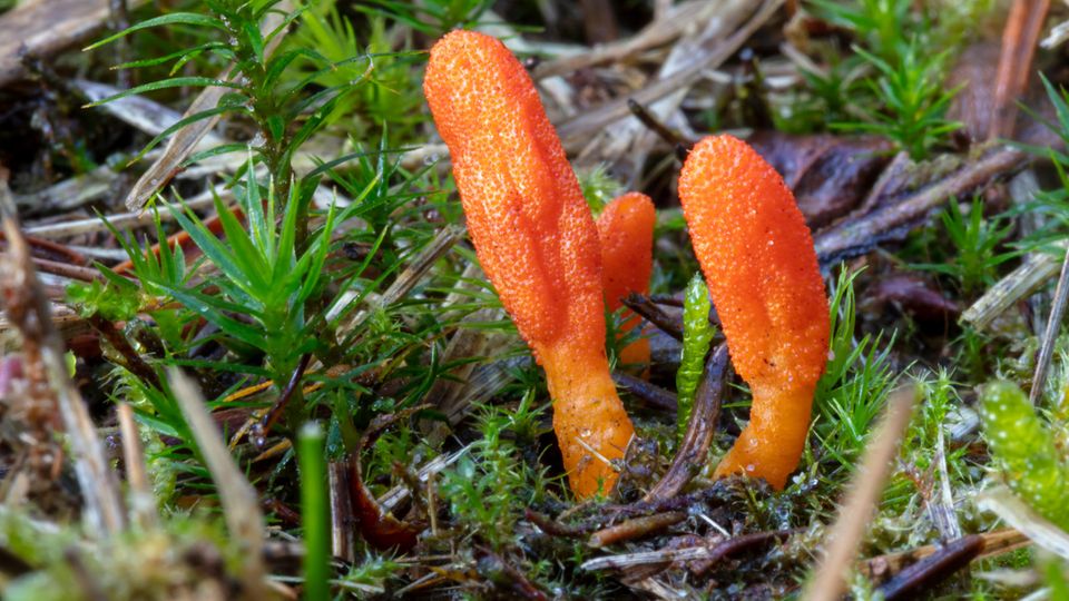 Orangene Cordyceps-Pilzen in der Natur