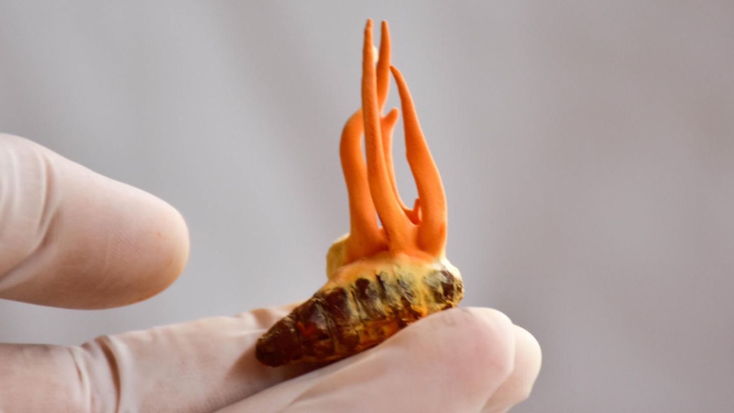 Cordyceps-Pilze auf einer Maulbeer-Seidenraupenpuppe
