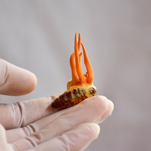 Cordyceps-Pilze auf einer Maulbeer-Seidenraupenpuppe