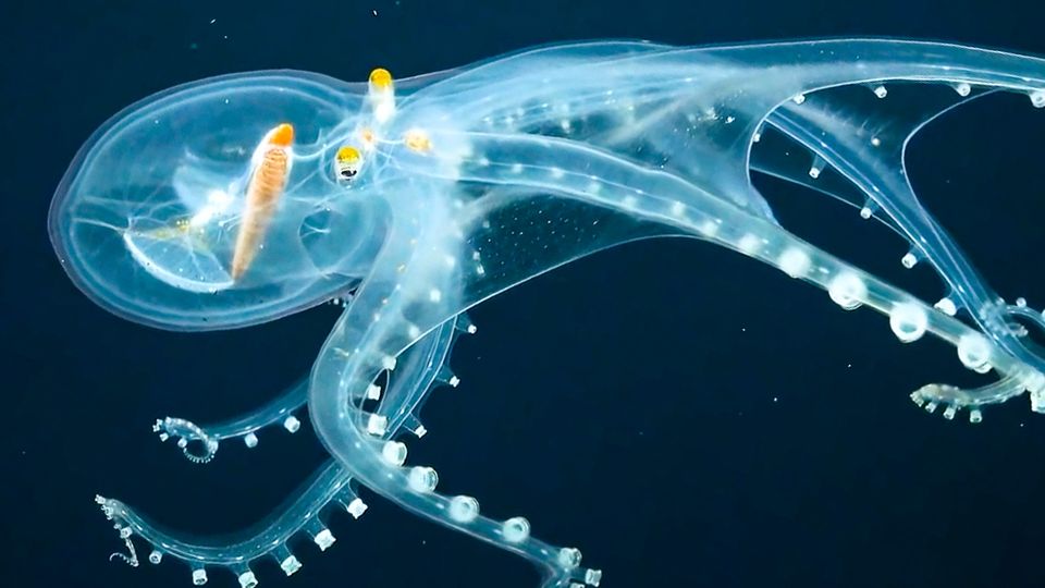 Faszinierendes Video: Glas-Oktopus