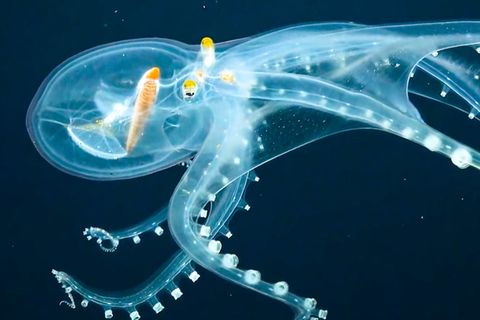 Faszinierendes Video: Glas-Oktopus