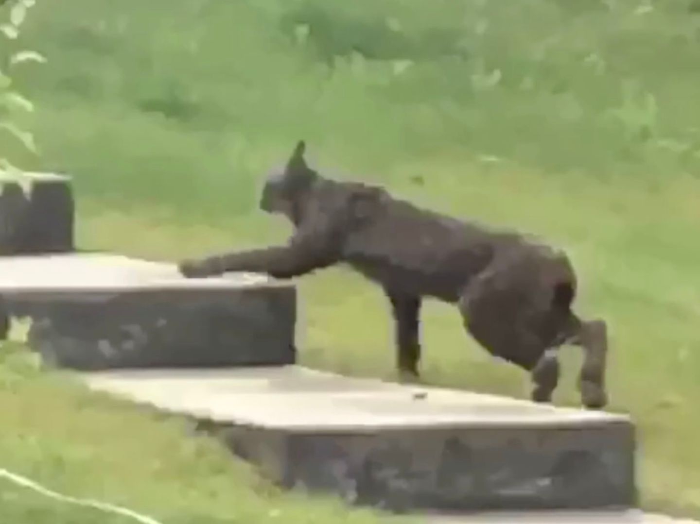 Schwarzer Luchs: Erstes Video von seltener kanadischen Raubkatze (Video) |  STERN.de
